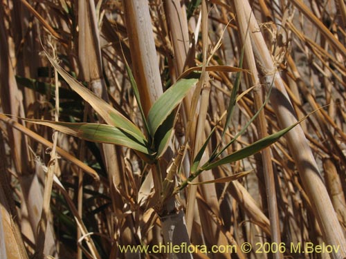 Imágen de Arundo donax (). Haga un clic para aumentar parte de imágen.