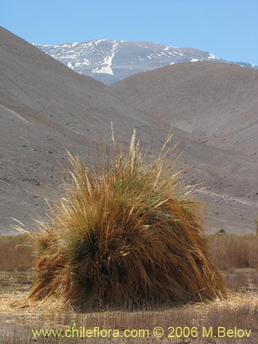 Cortaderia speciosa의 사진