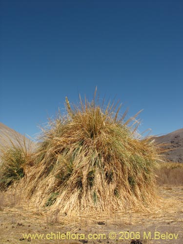 Imágen de Cortaderia speciosa (). Haga un clic para aumentar parte de imágen.