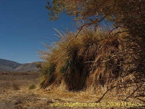 Image of Cortaderia speciosa (). Click to enlarge parts of image.