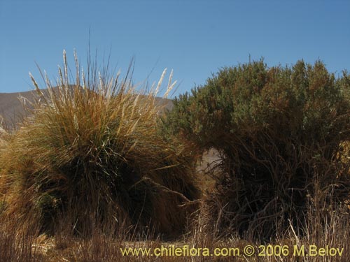 Cortaderia speciosaの写真