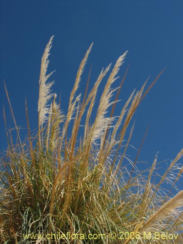 Imágen de Cortaderia speciosa (). Haga un clic para aumentar parte de imágen.