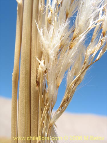 Image of Cortaderia speciosa (). Click to enlarge parts of image.