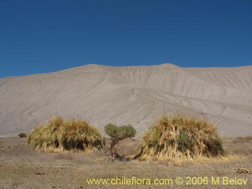 Image of Cortaderia speciosa (). Click to enlarge parts of image.