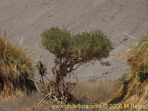 Фотография Cortaderia speciosa (). Щелкните, чтобы увеличить вырез.