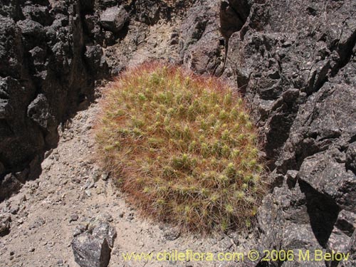 Bild von Maihueniopsis colorea (). Klicken Sie, um den Ausschnitt zu vergrössern.