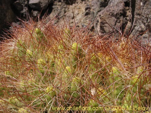 Bild von Maihueniopsis colorea (). Klicken Sie, um den Ausschnitt zu vergrössern.