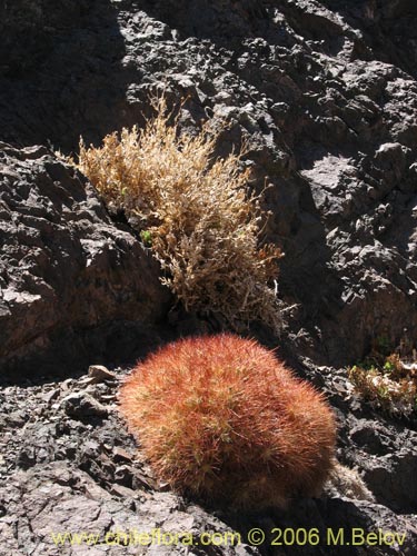 Imágen de Maihueniopsis colorea (). Haga un clic para aumentar parte de imágen.