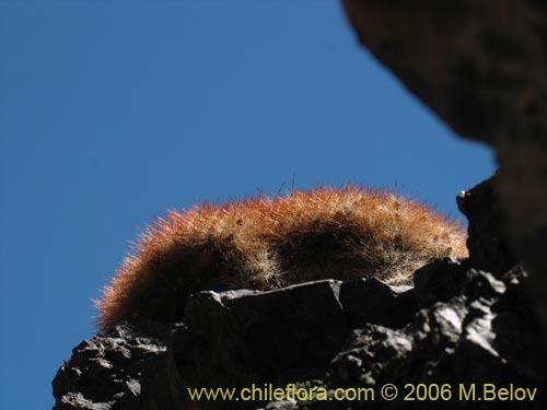 Bild von Maihueniopsis colorea (). Klicken Sie, um den Ausschnitt zu vergrössern.