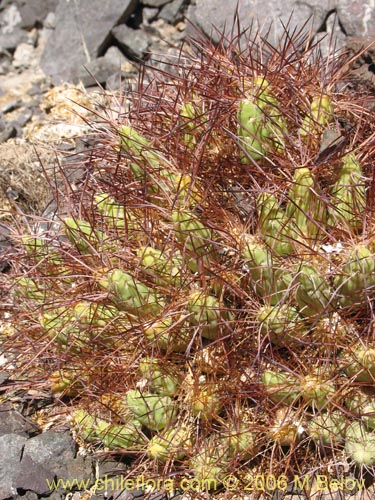 Bild von Maihueniopsis colorea (). Klicken Sie, um den Ausschnitt zu vergrössern.