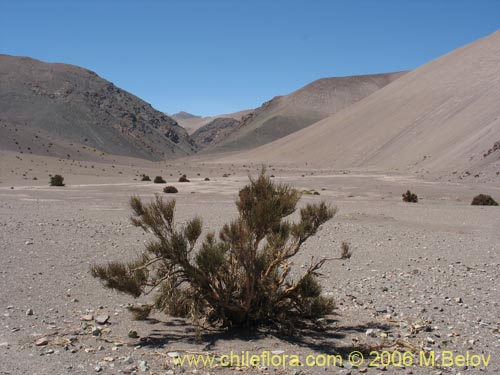 Imágen de Ephedra breana (). Haga un clic para aumentar parte de imágen.