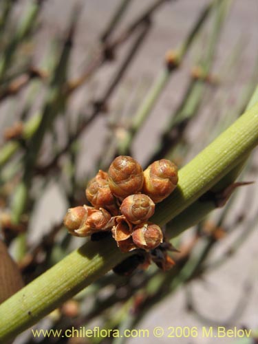 Ephedra breana의 사진