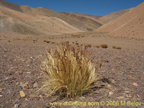 Imágen de Poaceae sp. #1854 (). Haga un clic para aumentar parte de imágen.