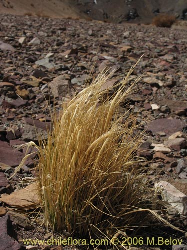 Poaceae sp. #1854의 사진