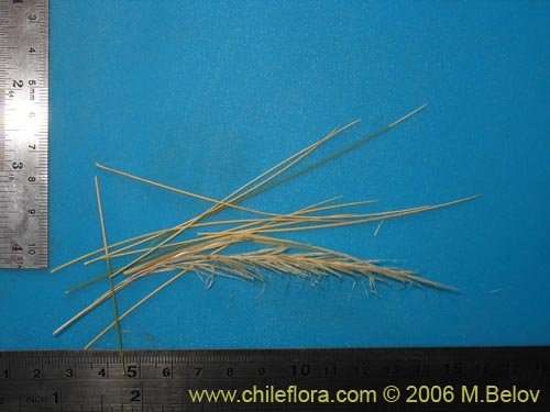 Poaceae sp. #1854의 사진