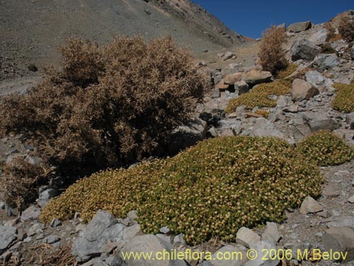 Image of Haplopappus sp. #1515 (). Click to enlarge parts of image.