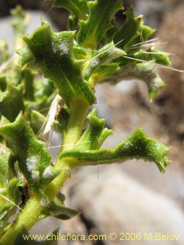 Bild von Haplopappus sp. #1515 (). Klicken Sie, um den Ausschnitt zu vergrössern.