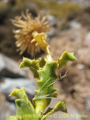 Bild von Haplopappus sp. #1515 (). Klicken Sie, um den Ausschnitt zu vergrössern.