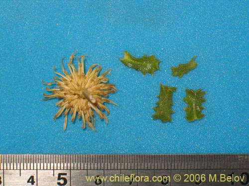 Haplopappus sp. #1515의 사진