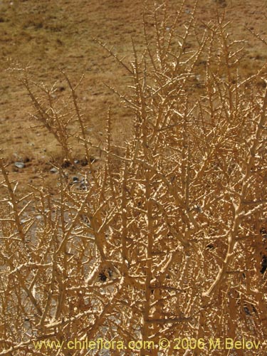 Bild von Lycium sp. #2396 (). Klicken Sie, um den Ausschnitt zu vergrössern.