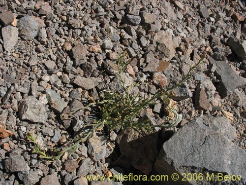 Image of Unidentified Plant sp. #2322 (). Click to enlarge parts of image.