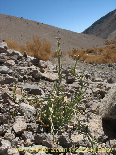 Image of Unidentified Plant sp. #2322 (). Click to enlarge parts of image.