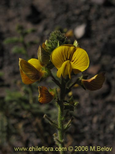 Imgen de Adesmia sp.  #1617 (). Haga un clic para aumentar parte de imgen.