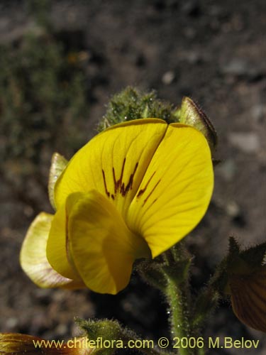 Imágen de Adesmia sp. #1617 (). Haga un clic para aumentar parte de imágen.