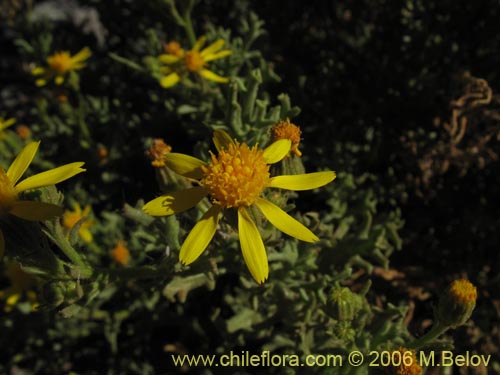 Senecio sp. #1514의 사진