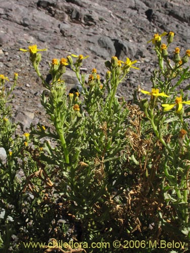 Imágen de Senecio sp. #1514 (). Haga un clic para aumentar parte de imágen.