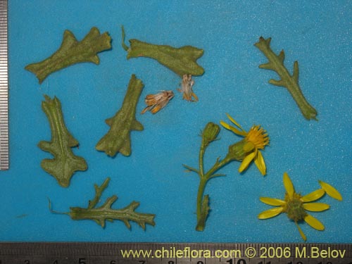 Image of Senecio sp. #1514 (). Click to enlarge parts of image.