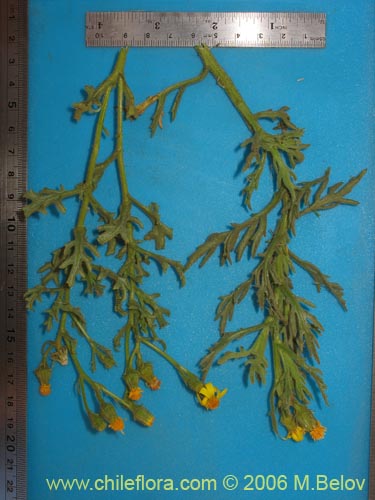 Image of Senecio sp. #1514 (). Click to enlarge parts of image.