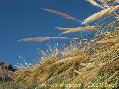 Cortaderia speciosa의 사진