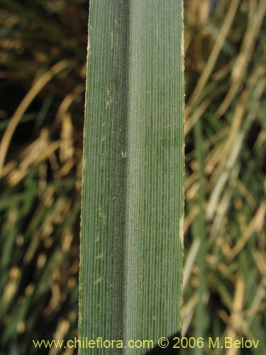 Imágen de Cortaderia speciosa (). Haga un clic para aumentar parte de imágen.