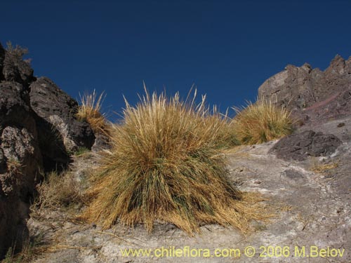 Фотография Cortaderia speciosa (). Щелкните, чтобы увеличить вырез.