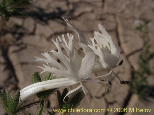 Image of Schizanthus integrifolius (). Click to enlarge parts of image.