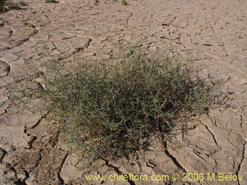 Imágen de Adesmia sp. #1618 (). Haga un clic para aumentar parte de imágen.