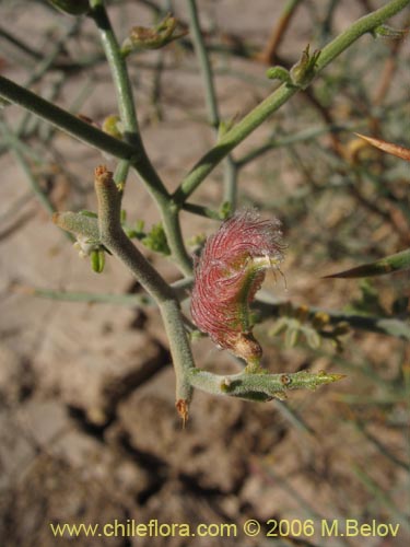 Bild von Adesmia sp. #1618 (). Klicken Sie, um den Ausschnitt zu vergrössern.