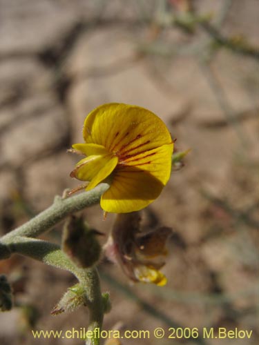 Bild von Adesmia sp. #1618 (). Klicken Sie, um den Ausschnitt zu vergrössern.