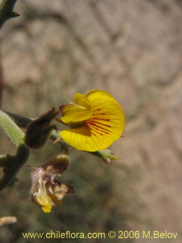 Imágen de Adesmia sp. #1618 (). Haga un clic para aumentar parte de imágen.