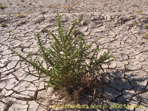 Image of Phrodus microphyllus (Monte de burro). Click to enlarge parts of image.