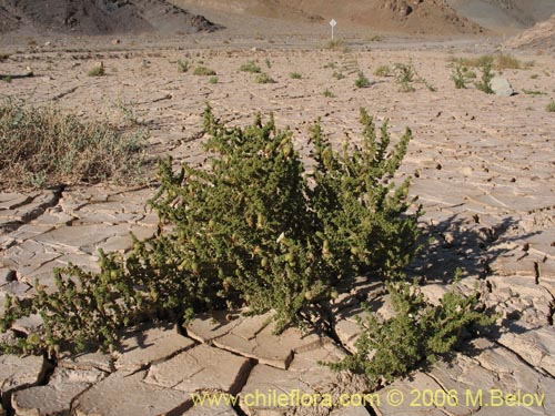 Imágen de Phrodus microphyllus (Monte de burro). Haga un clic para aumentar parte de imágen.