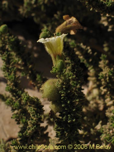 Bild von Phrodus microphyllus (Monte de burro). Klicken Sie, um den Ausschnitt zu vergrössern.