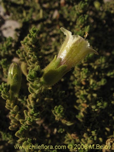 Image of Phrodus microphyllus (Monte de burro). Click to enlarge parts of image.