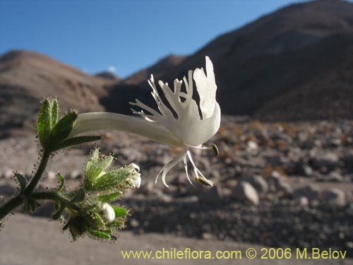 Imágen de Schizanthus integrifolius (). Haga un clic para aumentar parte de imágen.