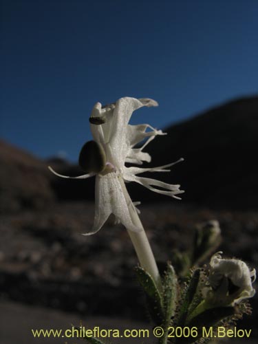 Image of Schizanthus integrifolius (). Click to enlarge parts of image.