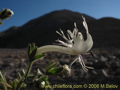 Imágen de Schizanthus integrifolius (). Haga un clic para aumentar parte de imágen.