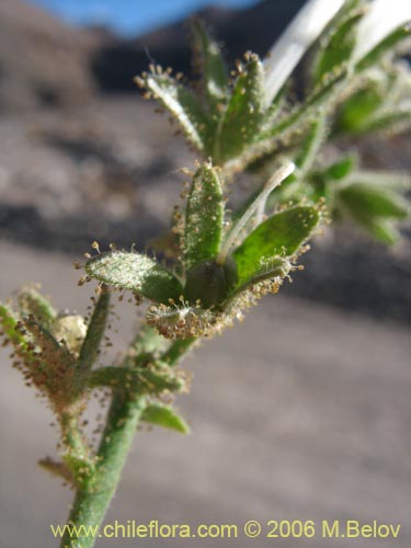 Imágen de Schizanthus integrifolius (). Haga un clic para aumentar parte de imágen.