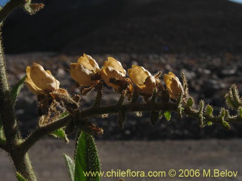 Schizanthus integrifolius的照片