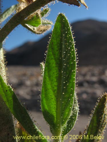 Image of Schizanthus integrifolius (). Click to enlarge parts of image.